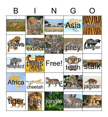 Predator Cats Bingo Card