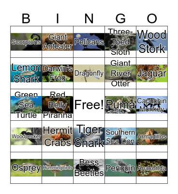 South American Animals Bingo Card