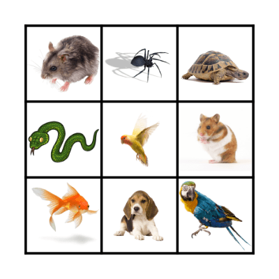 My pets Bingo Card