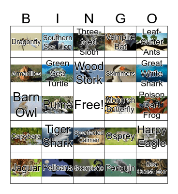 South American Animals Bingo Card