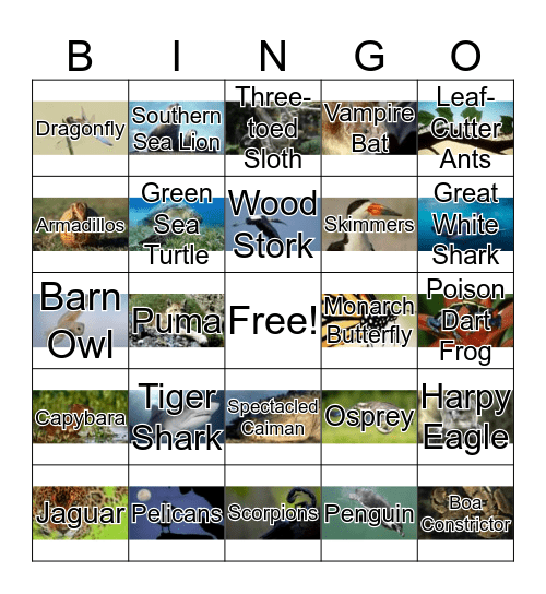 South American Animals Bingo Card