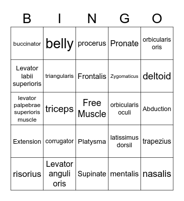 Muscular System Bingo Card