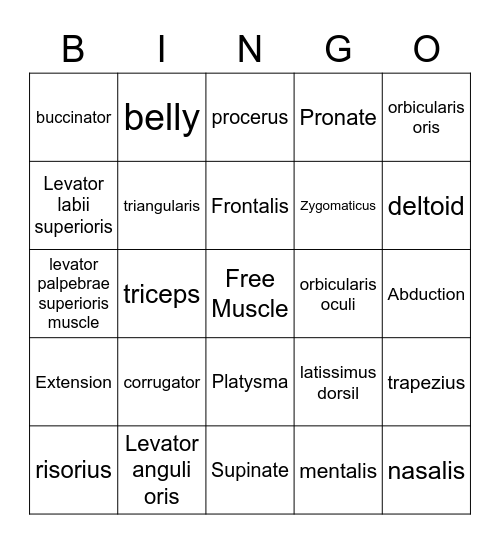 Muscular System Bingo Card