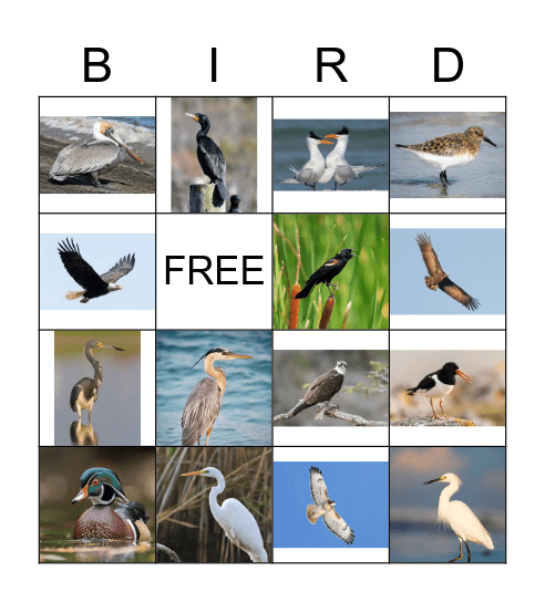 Coastal Birds Bingo Card