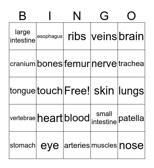 Human Body Bingo Card