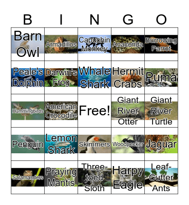 South American Animals Bingo Card