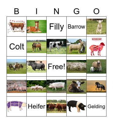 Junior High- Animal Terms Bingo Card