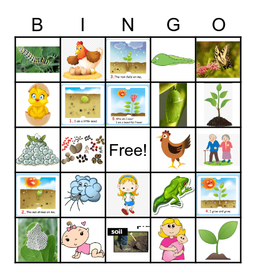 Life Cycles Bingo Card