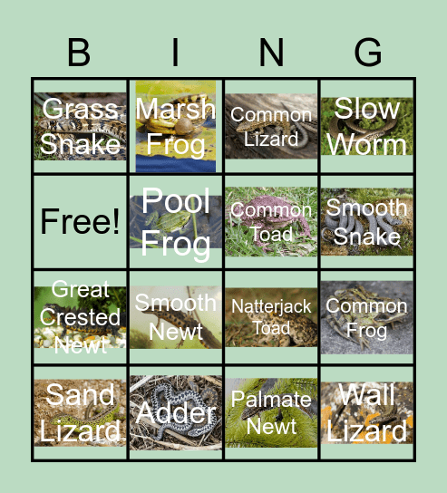 Reptiles & Amphibians Bingo Card