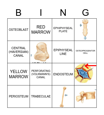 BONY BINGO Card