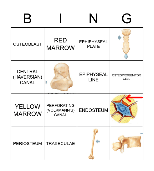 BONY BINGO Card