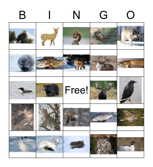 Saskatchewan Animals/Fish Bingo Card