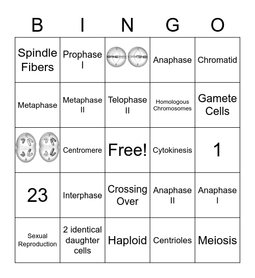 Mitosis and Meiosis Bingo Card