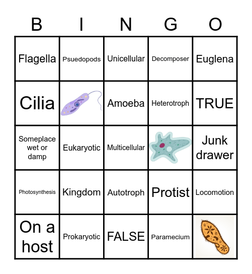 Protists Bingo Card