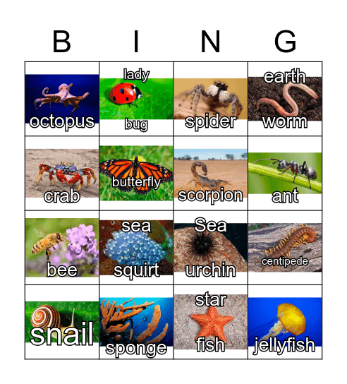 Invertebrates Bingo Card