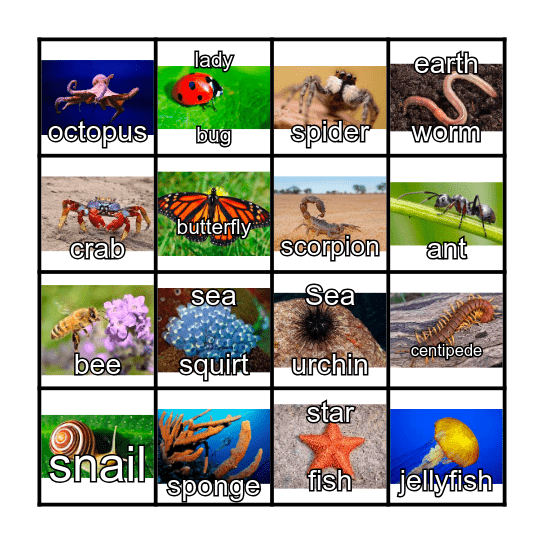 Invertebrates Bingo Card