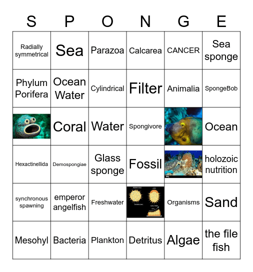 Sea Sponge Bingo Card