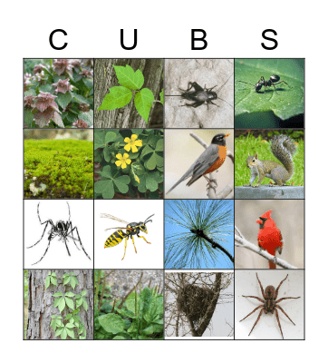 Plants & Animals Bingo Card