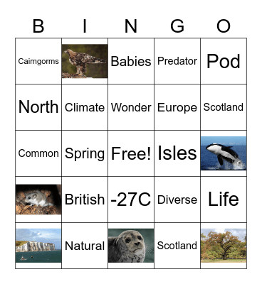 Attenborough Bingo! Bingo Card