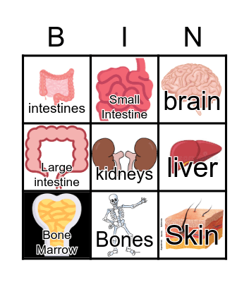 The organs of the body Bingo Card