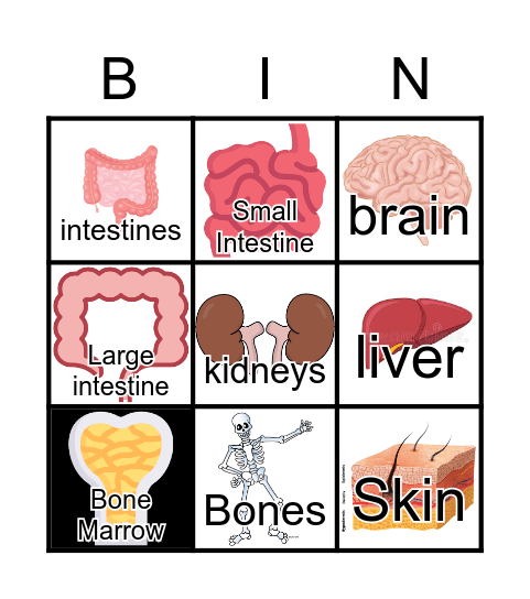 The organs of the body Bingo Card
