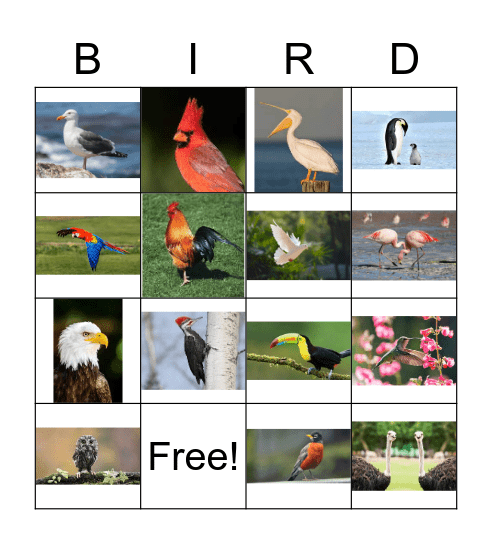 Bird Watchers! Bingo Card