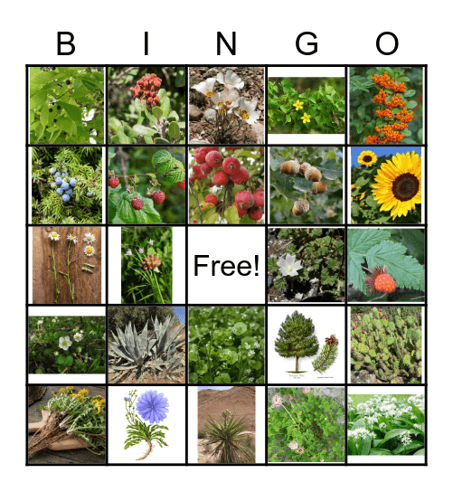 Edible Plant Bingo Card