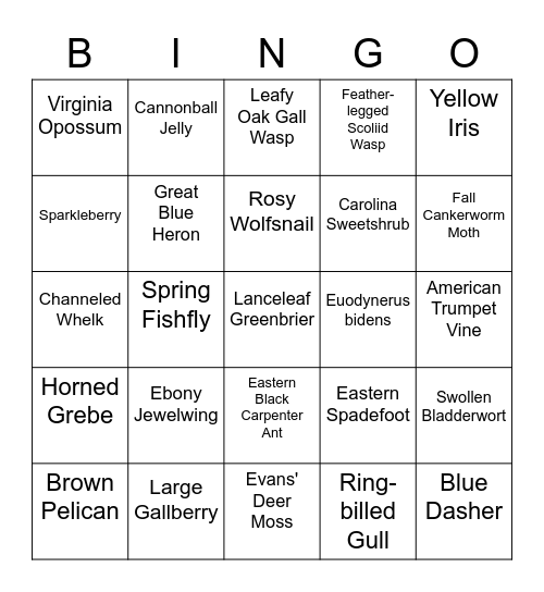 inat bingo april Bingo Card