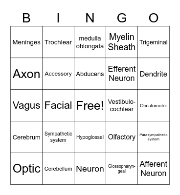 Nervous System Bingo Card