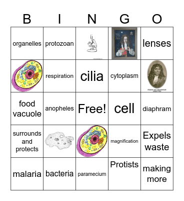 Protozoans, Cells, and Microscopes Bingo Card