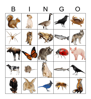 Animals Bingo Card