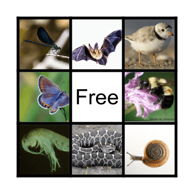 Endangered Illinois Animal Bingo Card