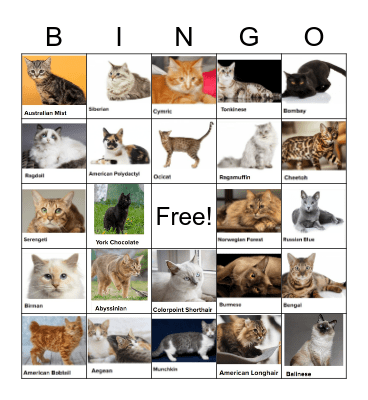 CAT BREEDS Bingo Card