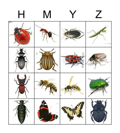 Insect Bingo Card