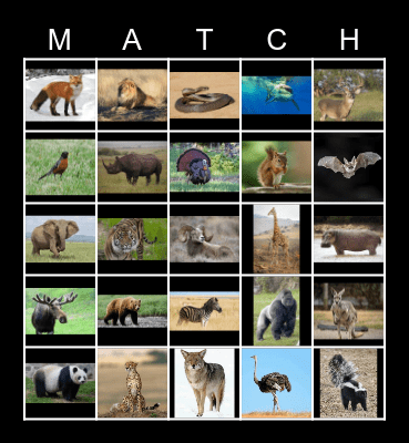 Wildlife Matching Bingo Card