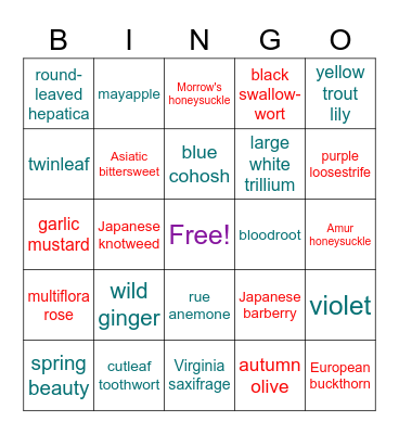 Spring ephemerals & invasive species Bingo Card
