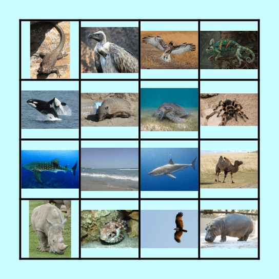 LK Animal Bingo Card