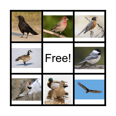 Bird BINGO Card