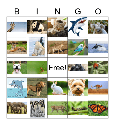 Find the Cat Family (group) Bingo Card