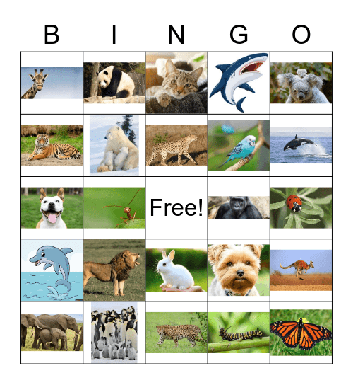 Find the Cat Family (group) Bingo Card