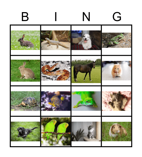 Pet Bing Bingo Card