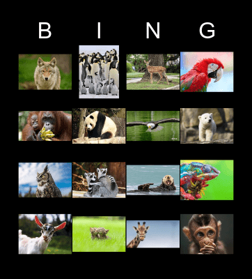 Animal Pictures Bingo Card
