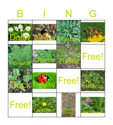 NO-MOW BINGO Card