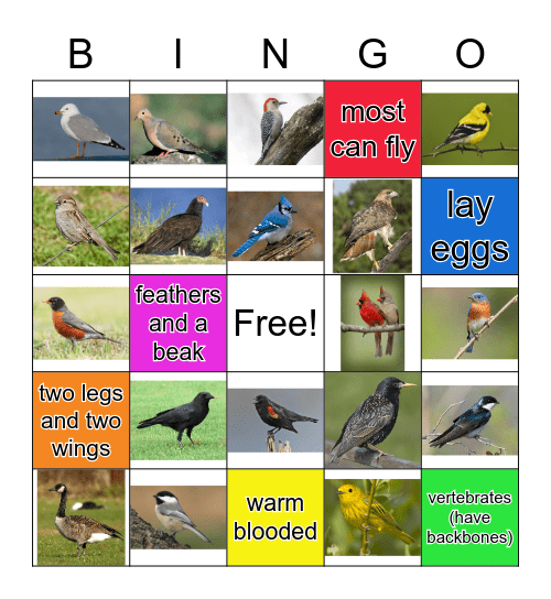 Bird Bingo Card