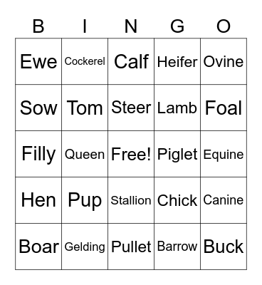 Animal Classifications Bingo Card