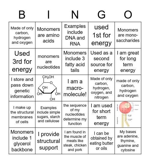 macromolecules Bingo Card