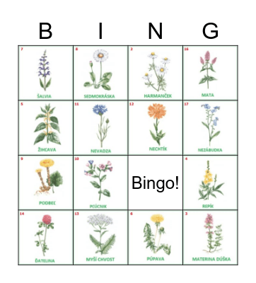 Liečivé rastliny Bingo Card