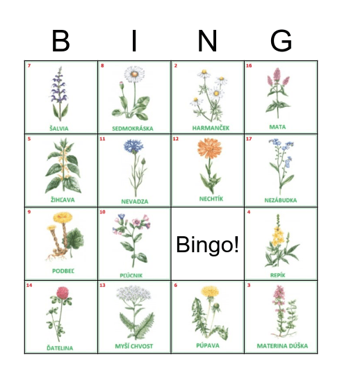 Liečivé rastliny Bingo Card