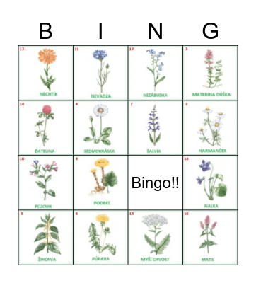 Liečivé rastliny Bingo Card