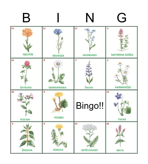 Liečivé rastliny Bingo Card